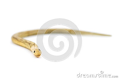 Laughing wooden snake Stock Photo