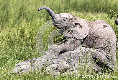 Laughing young elephant playing with brother Stock Photo