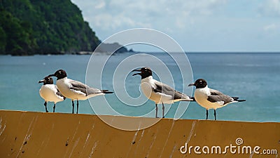 Lauging gulls at Castara Beach on the Caribean Island Tobago Stock Photo