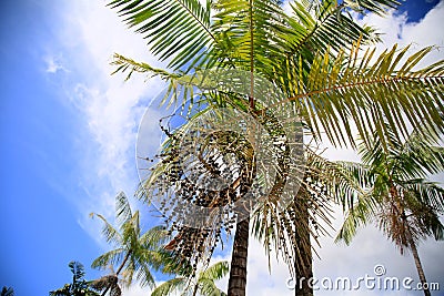 Launch of acai palms Stock Photo