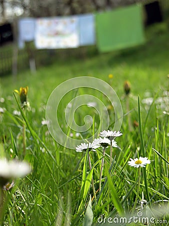 Laundry drying in a field Stock Photo