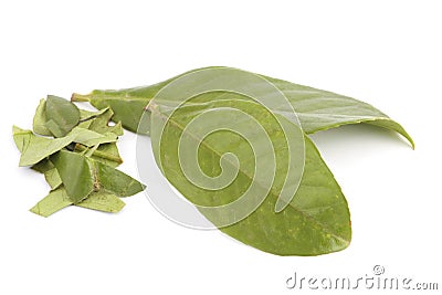Fresh laurel leaf Stock Photo