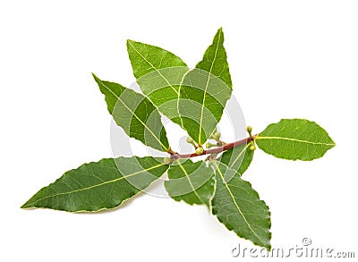 Laurel branch with berries and leaves Stock Photo