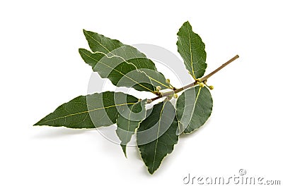 Laurel branch with buds and leaves Stock Photo
