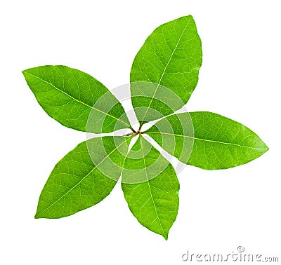 Laurel leaf Stock Photo