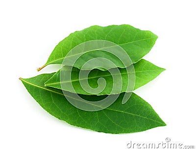 Laurel leaf Stock Photo