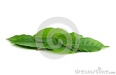 Laurel leaf Stock Photo