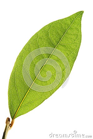 Laurel leaf Stock Photo