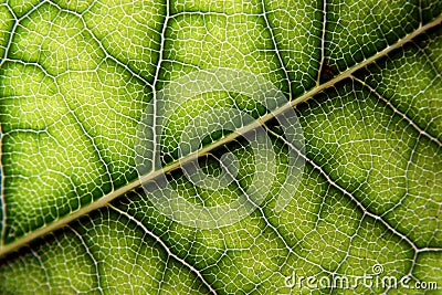 Laurel leaf Stock Photo