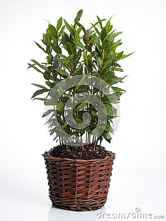 laurel-plant-pot-4712996.jpg