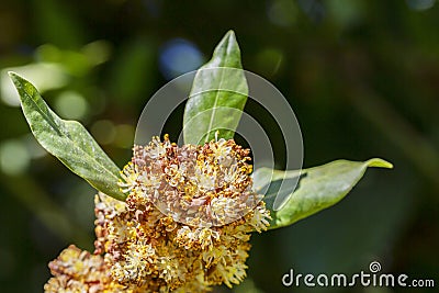Laurus nobilis, Grecian laurel or sweet true laurel is an aromatic evergreen tree or large shrub with green Stock Photo