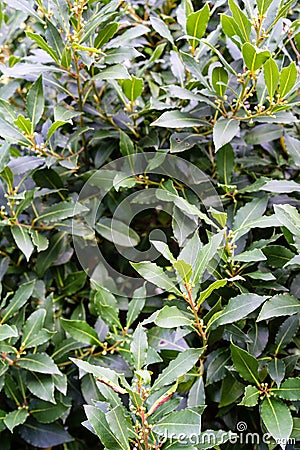 Laurus nobilis lauraceae plant leaf close up view mediterranean aromatic plant Stock Photo