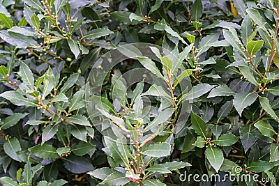 Laurus nobilis lauraceae plant leaf close up view mediterranean aromatic plant Stock Photo