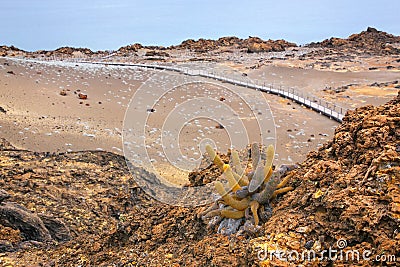 Lava cactus growing on Bartolome island in Galapagos National Pa Stock Photo