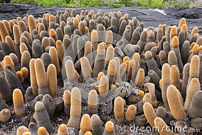 Lava cactus invading a lava field. Stock Photo