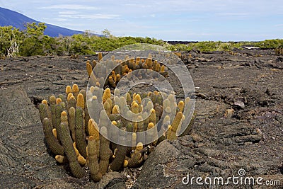 Lava Cactus 832855 Stock Photo