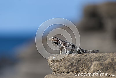 Lava Lizard Stock Photo