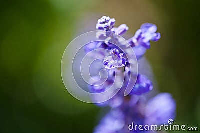 Lavanda Stock Photo