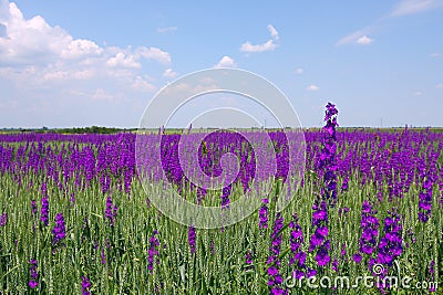 Lavander field Stock Photo