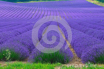 Lavander field Stock Photo