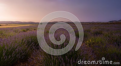 Lavander field in Moratalla, Murcia at sunset Stock Photo