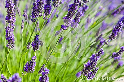 Lavander field Stock Photo