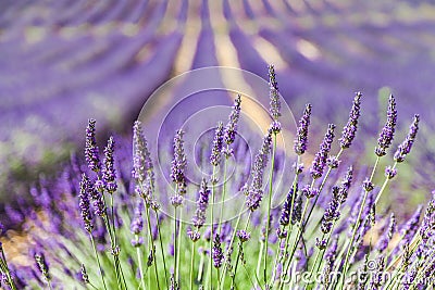 Lavander field Stock Photo