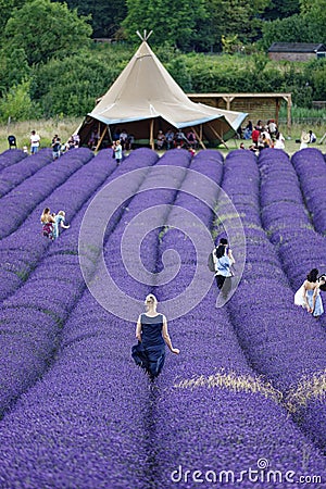 Lavander fields in bloom Editorial Stock Photo