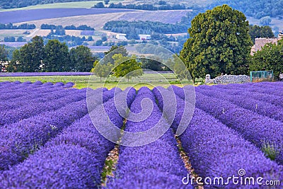 Lavander fields in Provence Stock Photo