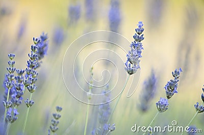 Lavander flowers Stock Photo