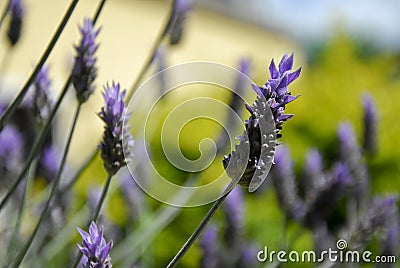 Lavander flowers in bloom Stock Photo