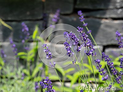 lavander garden plants flora grasslend Stock Photo