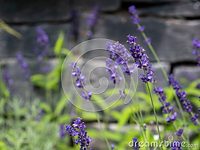 lavander garden plants flora grasslend Stock Photo