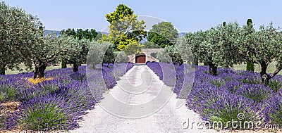 Lavander garden Stock Photo