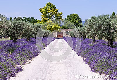 Lavander garden Stock Photo