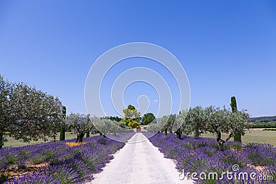 Lavander garden Stock Photo