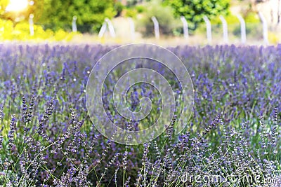 Lavander garden on sunset, outdoors Stock Photo