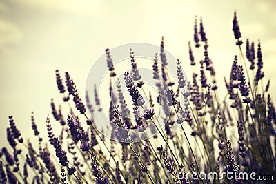 Lavander Stock Photo