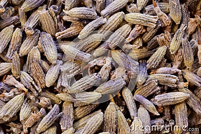 lavander super macro shot of lavanda from France in detail very close. ideal backgroung Stock Photo