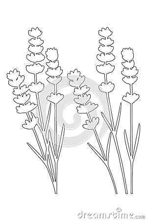 Bunch of lavender flowers and lavender flowers separated - black lines Vector Illustration