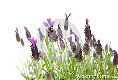 Lavandula Stoechas Stock Photo