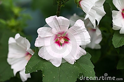 Lavatera Blushing Bride Barnsley Tree Mallow Flower in summer garden Stock Photo