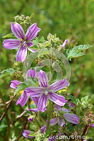 Lavatera cretica, a species of flowering plant in the mallow family. Stock Photo