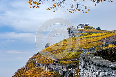 The Lavaux vineyards in autumn color Stock Photo