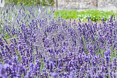 Lavendar plants Stock Photo