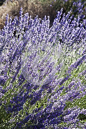 Lavende Stock Photo