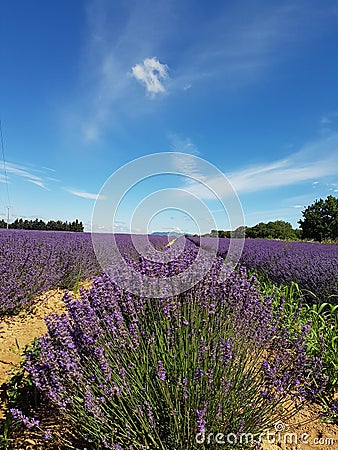 Lavendel fields France Stock Photo