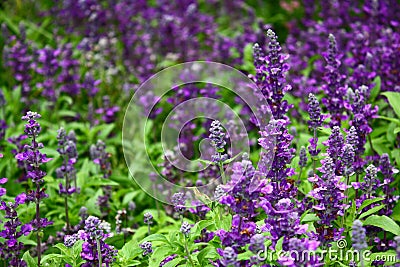 Lavender Stock Photo