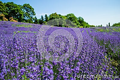 Lavender flower blooming fields Stock Photo