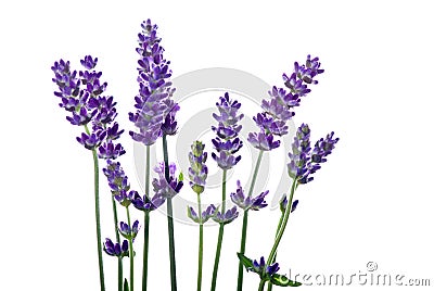 Lavender Stock Photo